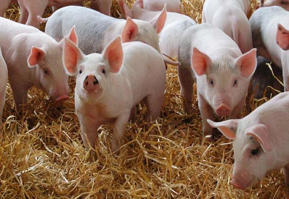 Au fost închise focare de pestă porcină, în Argeş