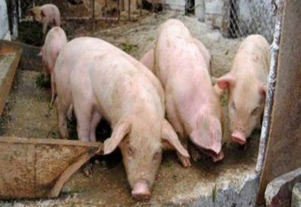 Fără focare de pestă porcină la porcii domestici!