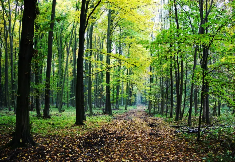 Persoane rătăcite pe un drum forestier