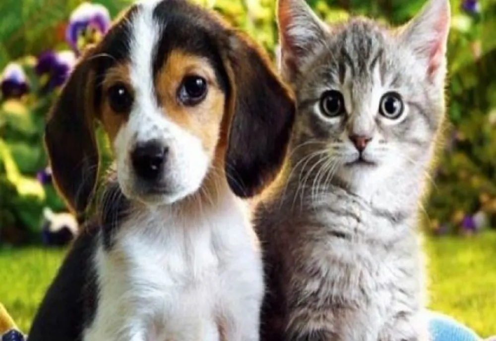 Sterilizare gratuită a animalelor de companie în Argeș