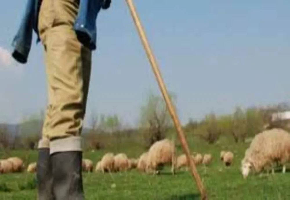 CIOBAN ARESTAT PENTRU VIOL ASUPRA UNEI MINORE DE 12 ANI 