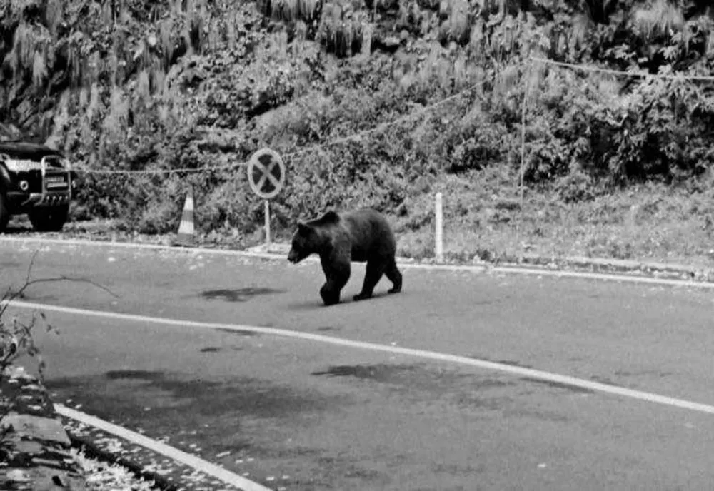 INCIDENT PERICULOS PE TRANSFĂGĂRĂȘAN: UN BĂRBAT A ÎNCERCAT SĂ FOTOGRAFIEZE UN URS CE URMA SĂ FIE MUTAT