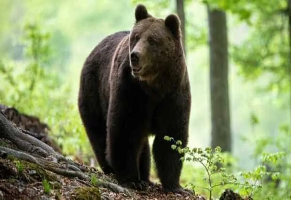TURIST STRĂIN MUȘCAT DE URS PE TRANSFĂGĂRĂȘAN, DUPĂ CE A ÎNCERCAT SĂ-L HRĂNEASCĂ 