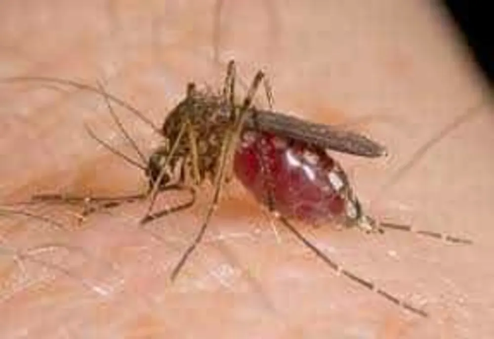 ALERTĂ: RĂSPÂNDIREA VIRUSULUI WEST NILE CREȘTE ÎN ROMÂNIA