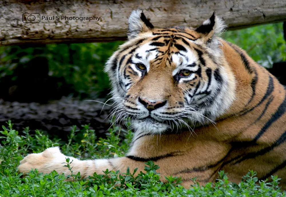 UN ANGAJAT DE LA GRĂDINA ZOOLOGICĂ PITEŞTI A MURIT DUPĂ CE A FOST ATACAT DE UN TIGRU