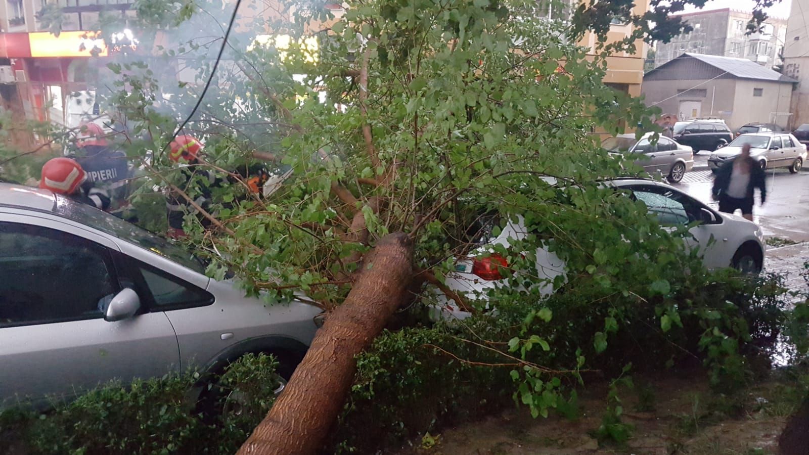 Copac doborât pe masini Pitesti 1