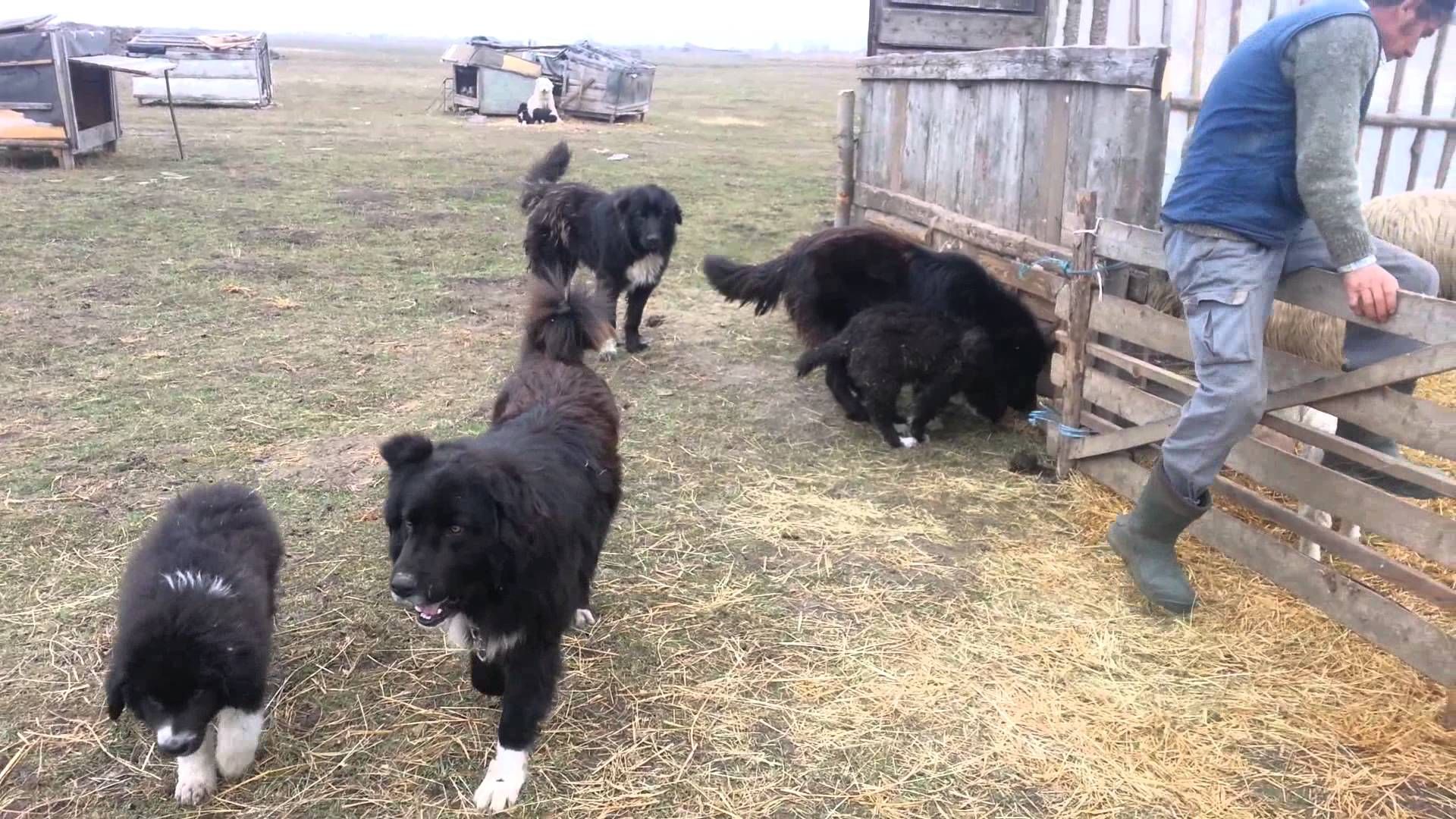 câinii ciobănești au atacat turiștii în Munții Făgăraș