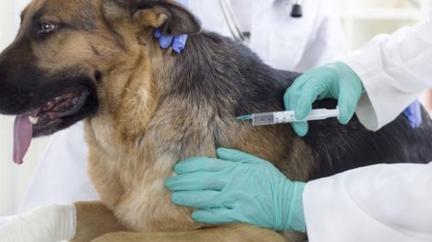 program de sterilizare gratuita a animalelor de companie