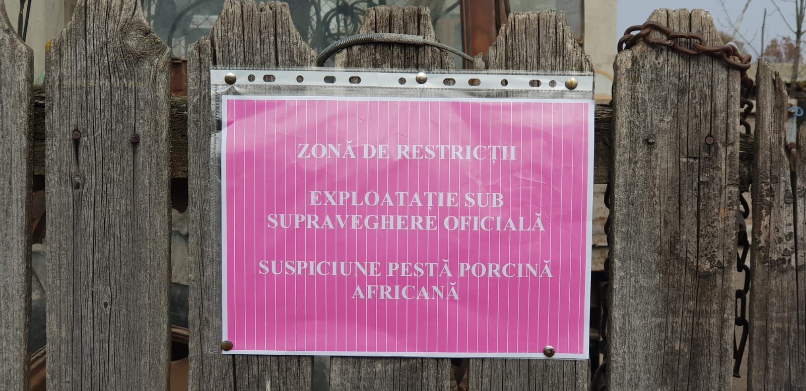 suspiciune de pesta porcina africana la Negrasi