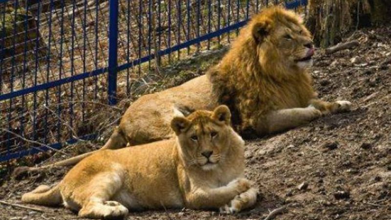 lei - Gradina Zoologica