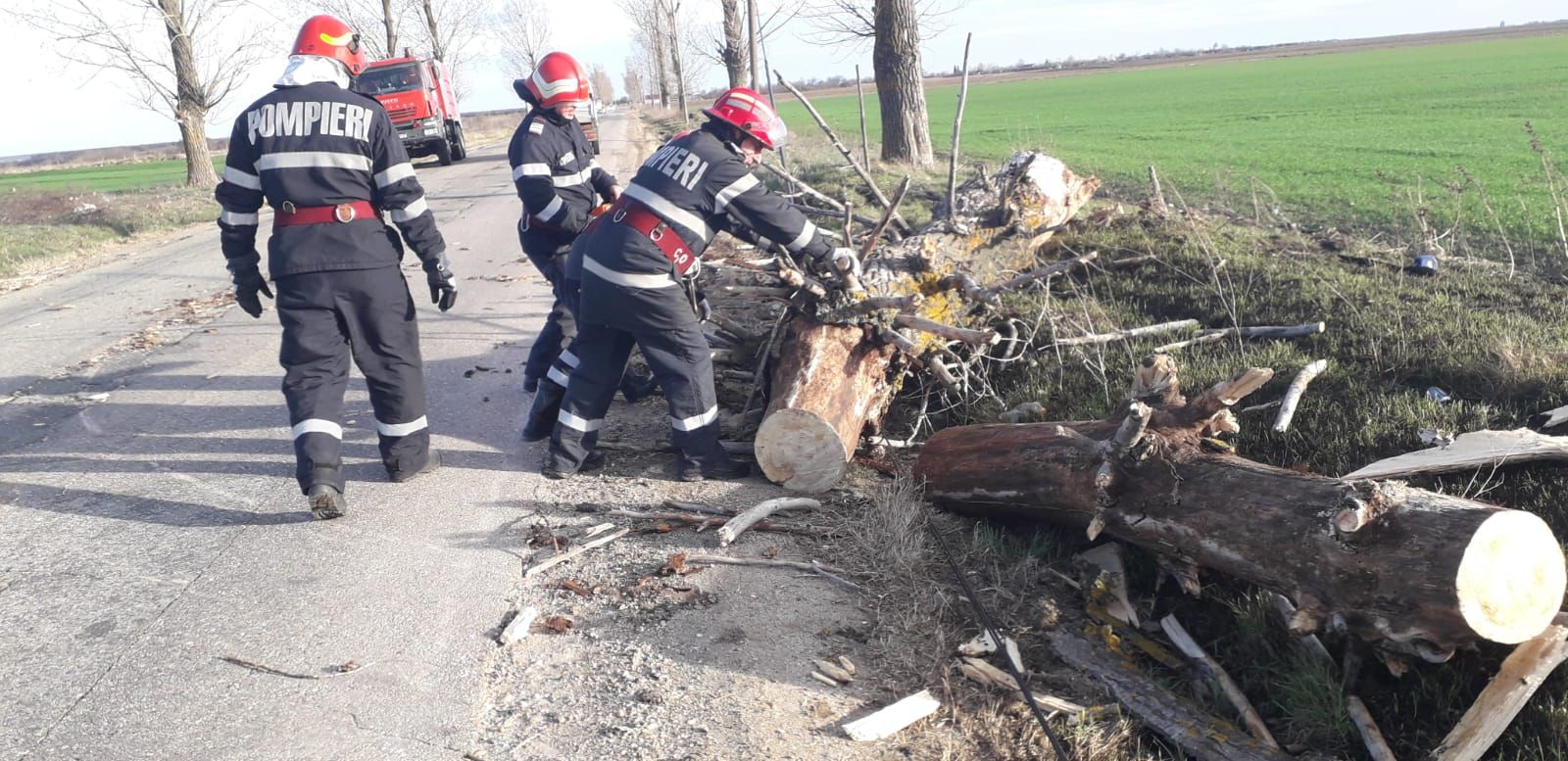 copaci cazuți de vânt