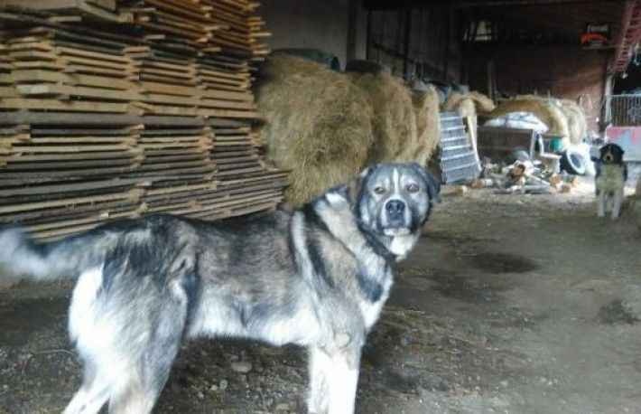 hoț fugărit de câine când voia să spargă o casă