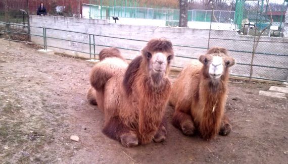 minivacanța de Paști la ZOO-PITESTI