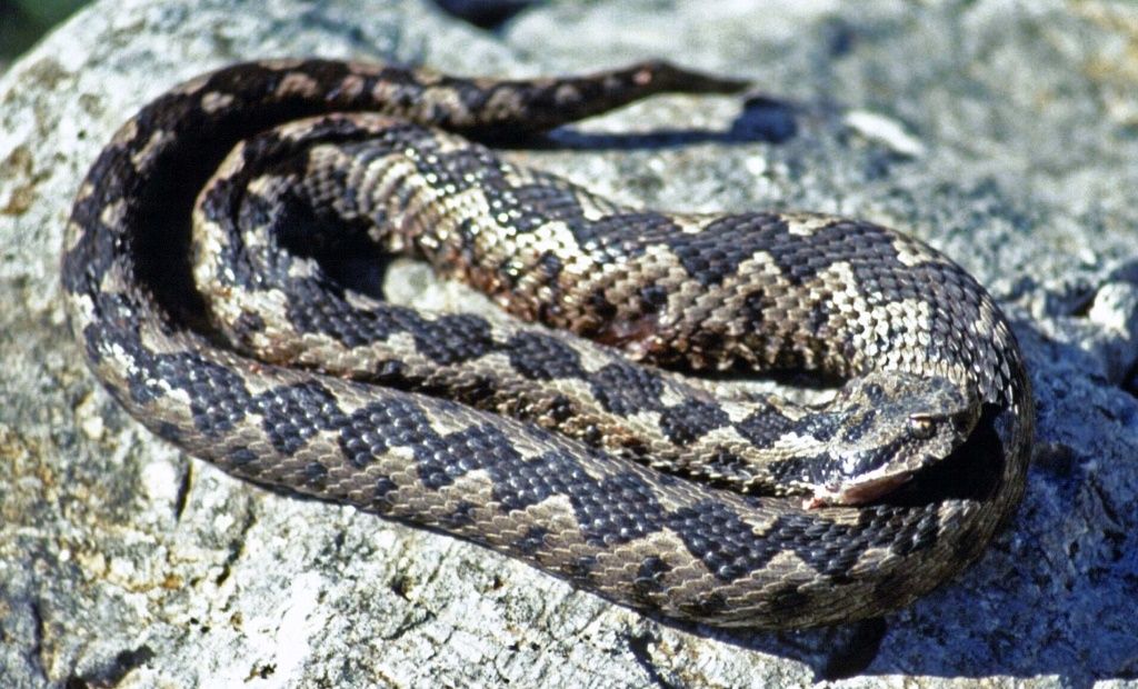 vipere pe Transfagarasan