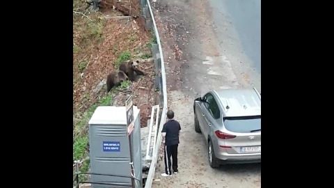 ursoaica si puii s-au intors la hotel