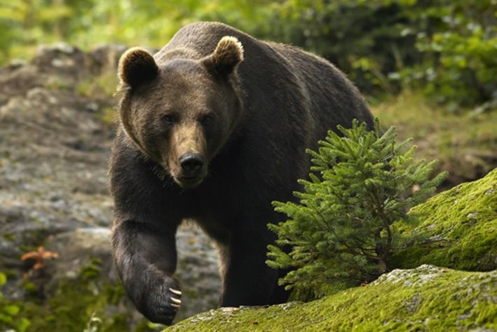 Urs brun