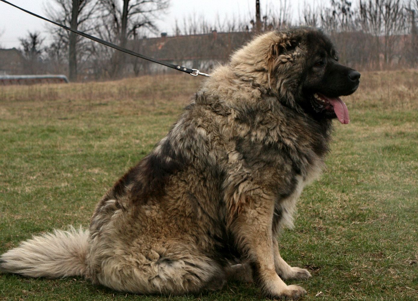 câine ciobănesc caucazian