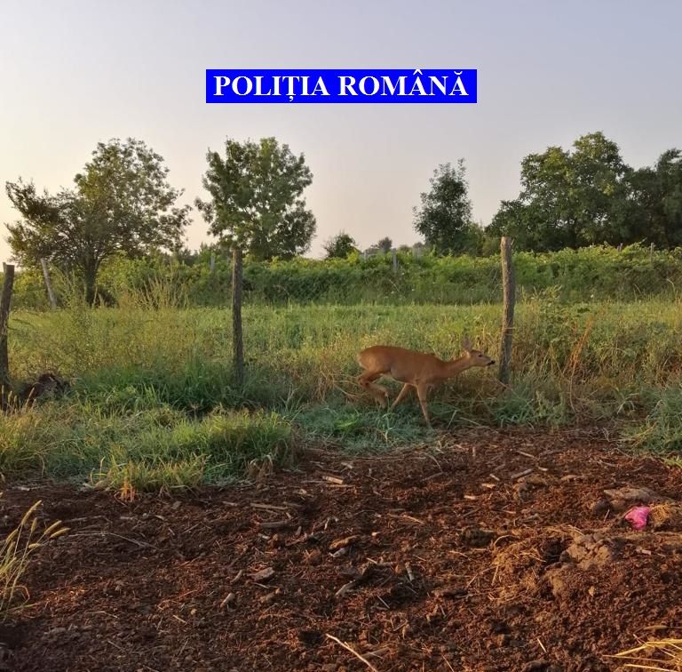 braconaj - caprioară captivă