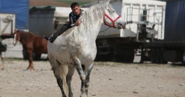 control targ de animale