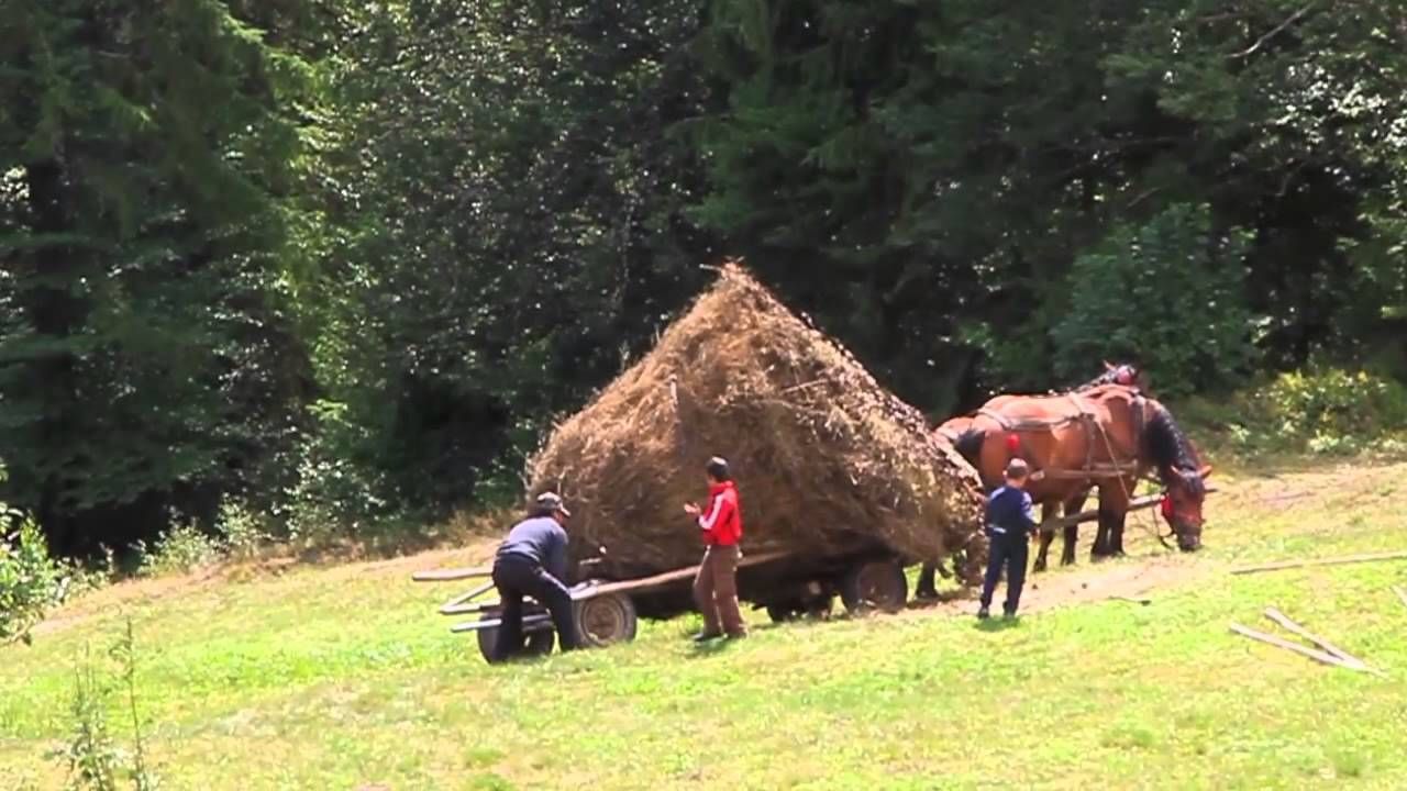 Barbat târât de cal în timp ce căra fân