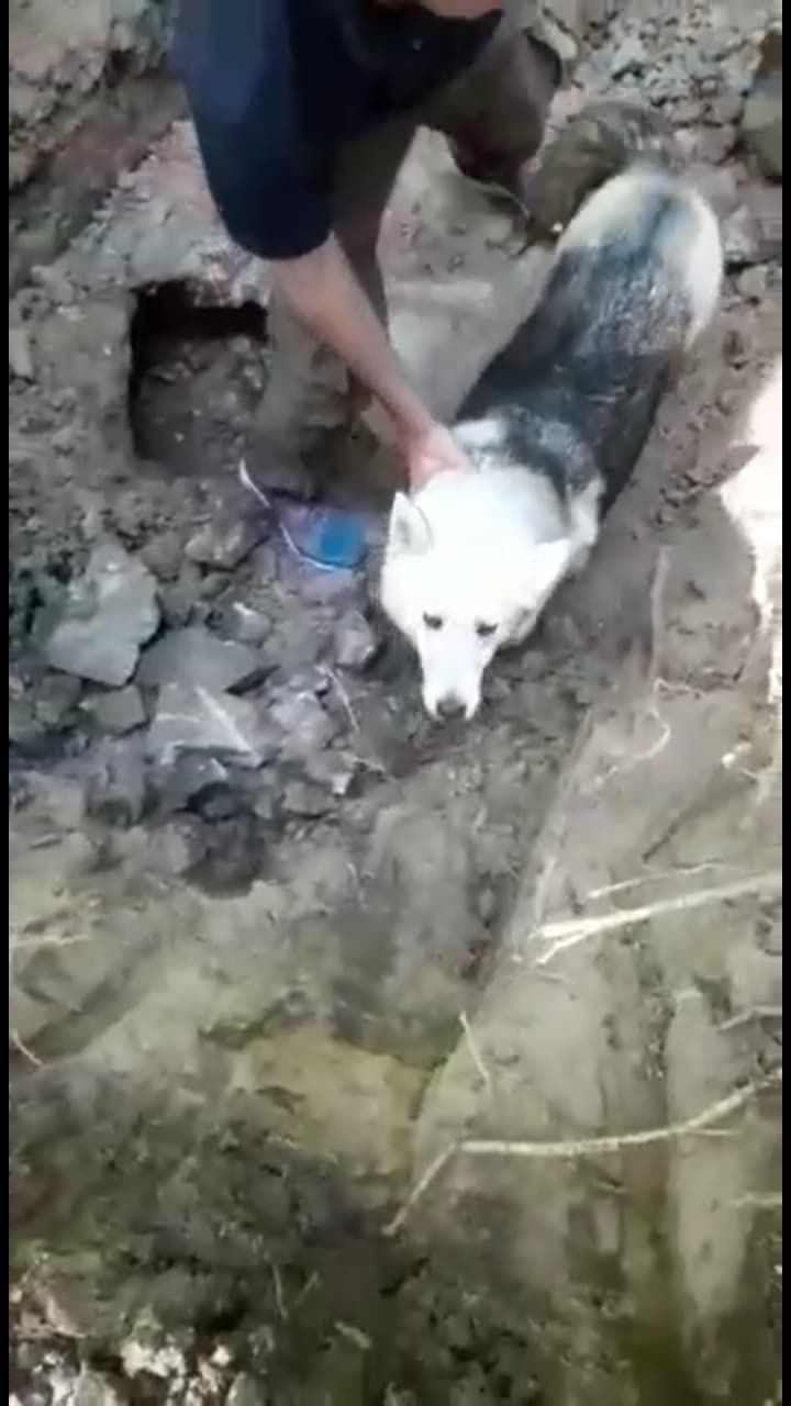 Câine salvat din subteran (2)