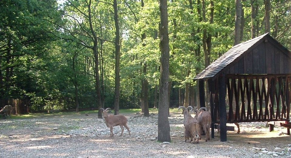 Vineri, intrare liberă la Grădina Zoologică Pitești 1