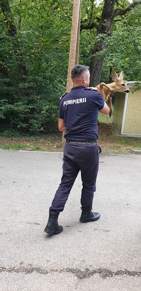 pui de căprioară intervenție