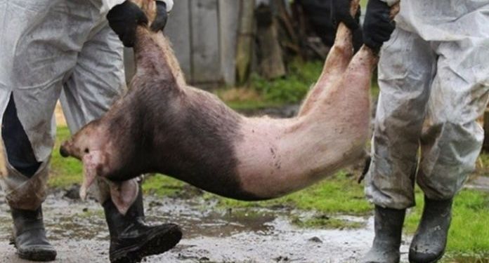 Cinci noi focare de PPA in Arges