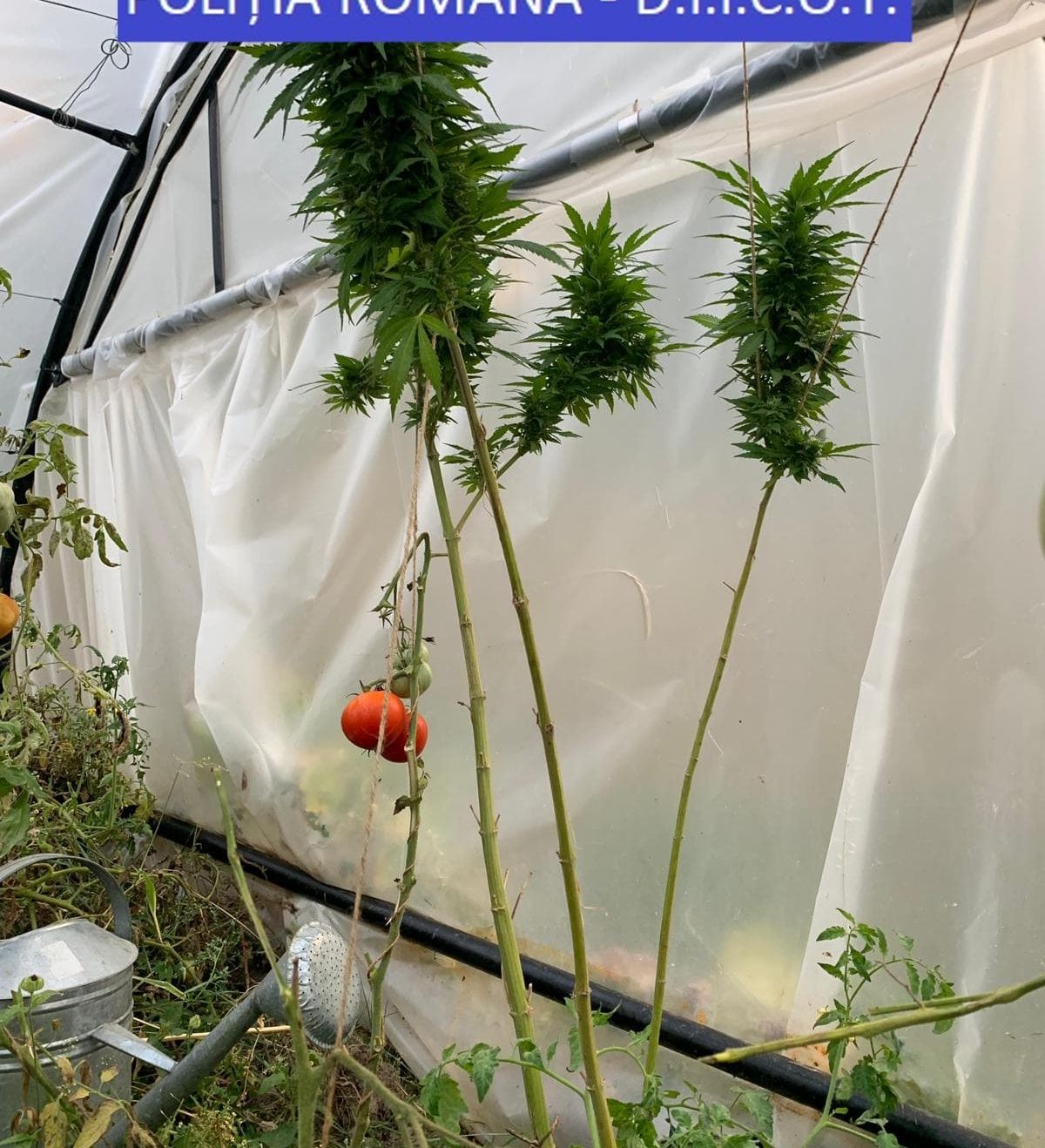 planta cannabis in solar printre roşii si castraveţi (2)