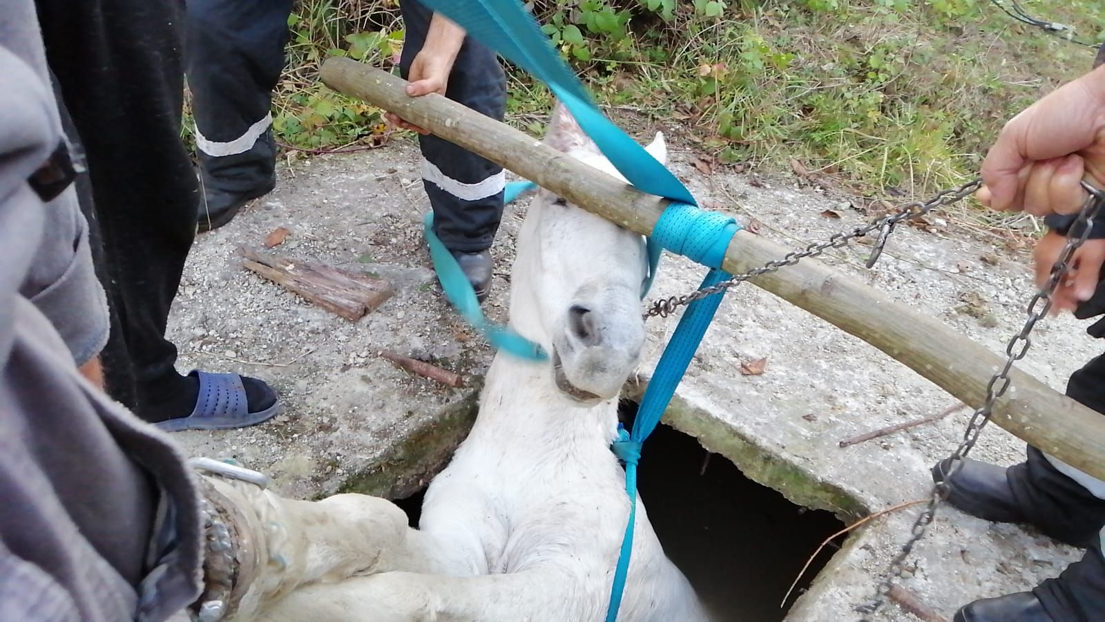 Cal salvat de pompieri dintr-un bazin adânc de doi metri (2)