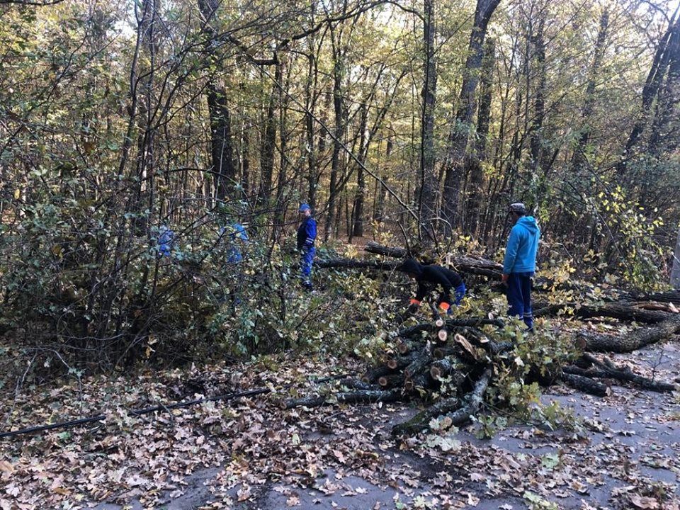 tăiere a arborilor Trivale