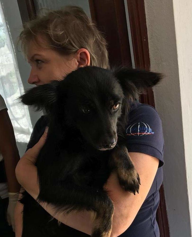 Peste 8000 de animale au beneficiat de sprijin, în Argeș