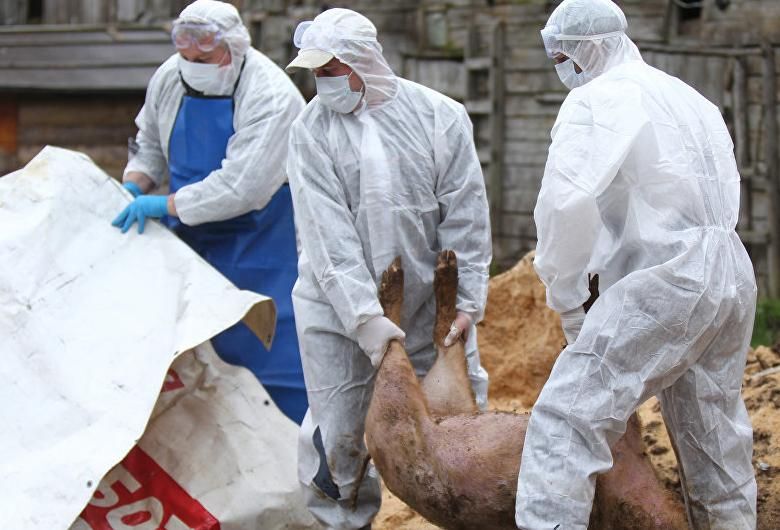 A doua fermă din Argeş cu pestă porcină africană