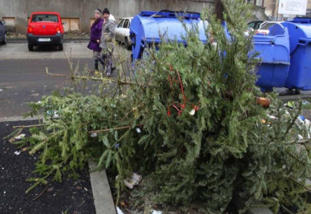 Firma de salubrizare strânge brazii de Crăciun, pentru reciclare