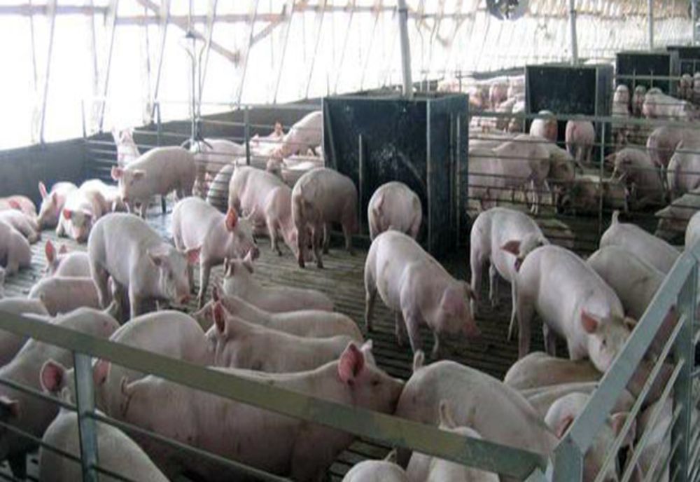 Evaziune fiscală la ferma de porci