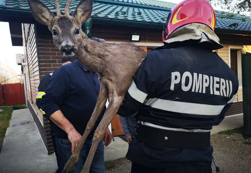 Video-Pui de căprioară salvat de pompierii piteşteni