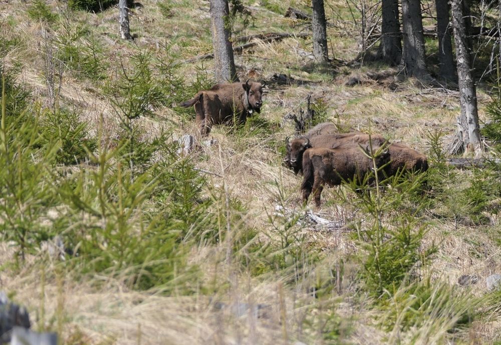 Opt zimbri puşi în libertate în Munţii Făgăraş!