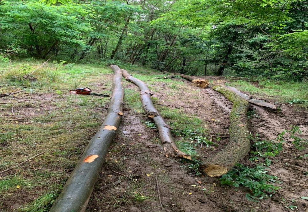 Jandarmii au confiscat drujba hoților de lemne