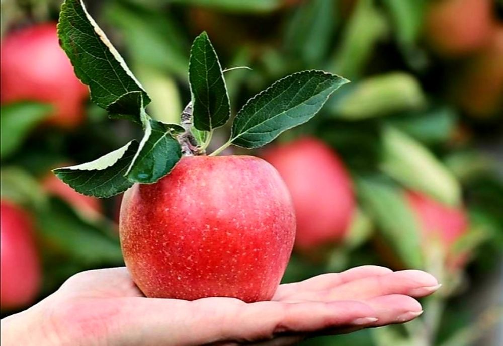 Sprijin financiar pentru producătorii din sectorul pomicol