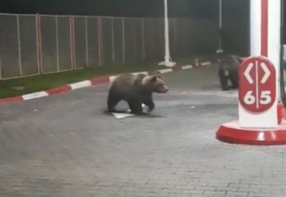 A fost aprobată recoltarea a două exemplare din specia urs brun în Argeș