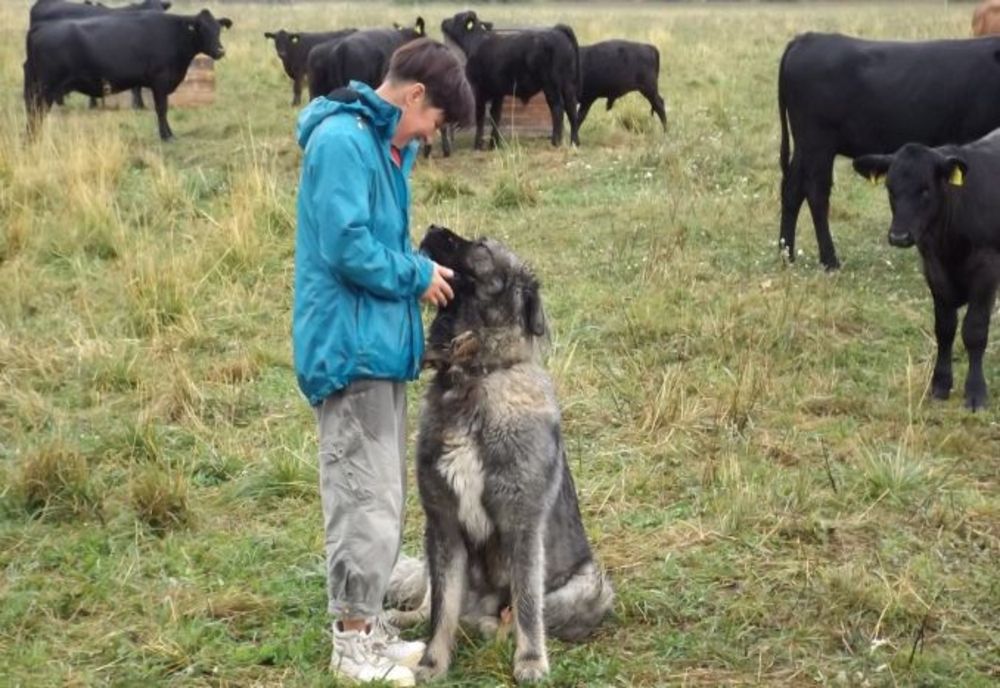 Înscrieri pentru accesarea fondurilor europene nerambursabile oferite prin Programul Național de Dezvoltare Rurală 