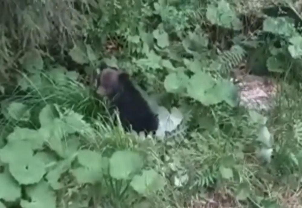 Pui de urs rănit, preluat de jandarmi pentru îngrijiri