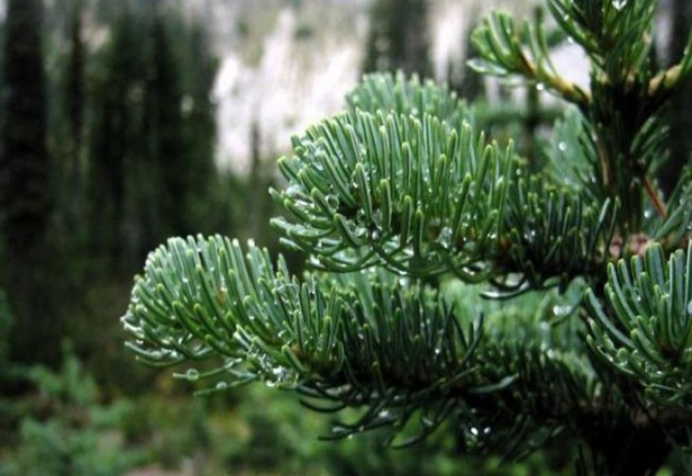 Colindul va răsuna în Pitești. Când se va întâmpla