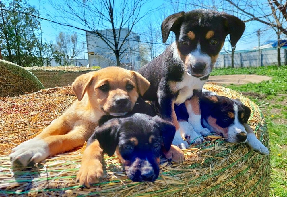 Persoanele care despart puii de mamă mai devreme de opt săptămâni riscă până la trei ani de închisoare