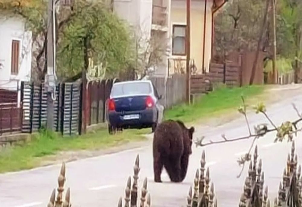 Urs pe străzi în Argeș. Locuitorii din zonă au primit mesaj Ro-Alert