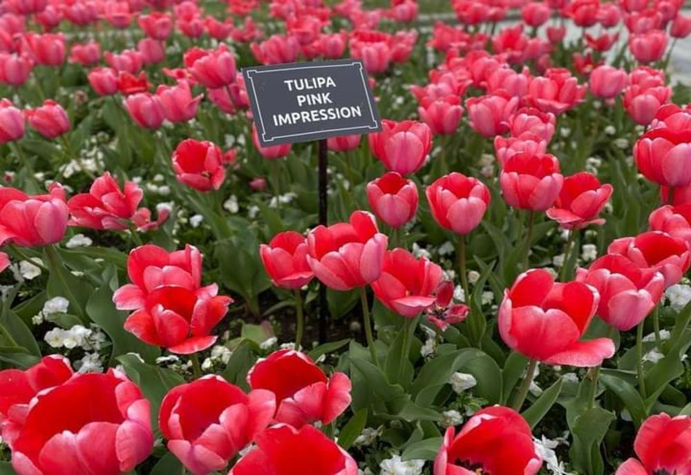 Simfonia Lalelelor din acest an a debutat în Pitești