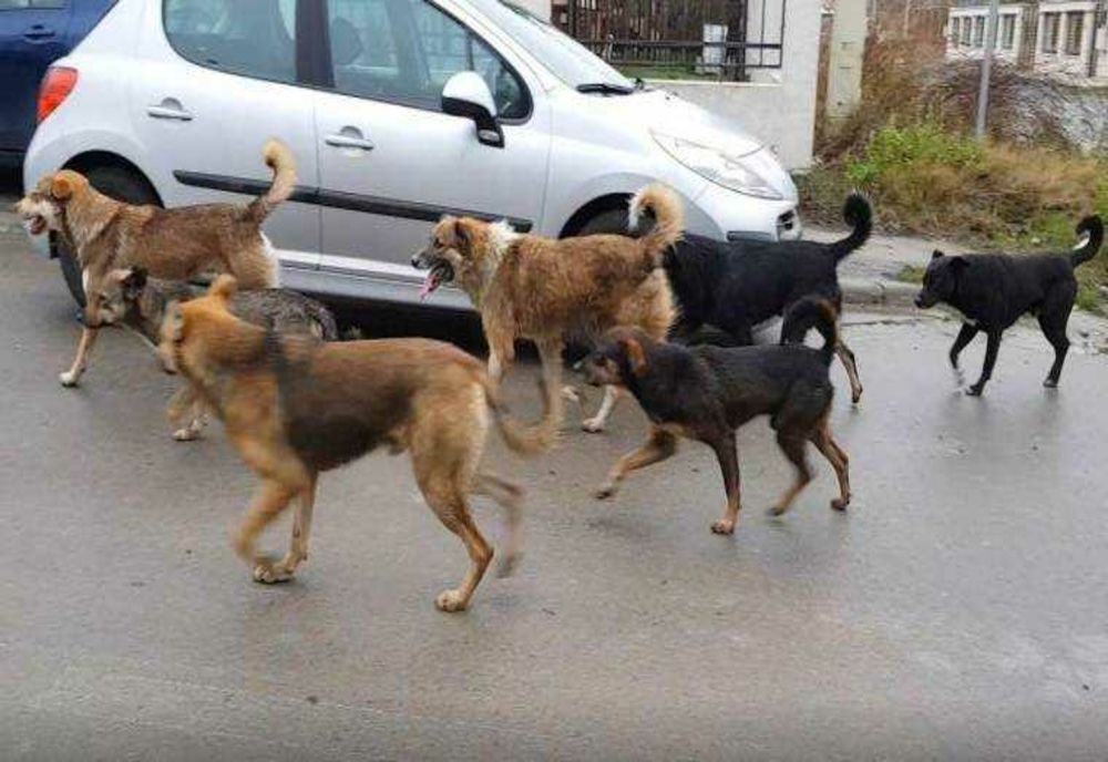 FEMEIE ATACATĂ DE CÂINI ÎN GĂEȘTI: PRIMĂRIA AMENDATĄ CU 20.000 DE LEI