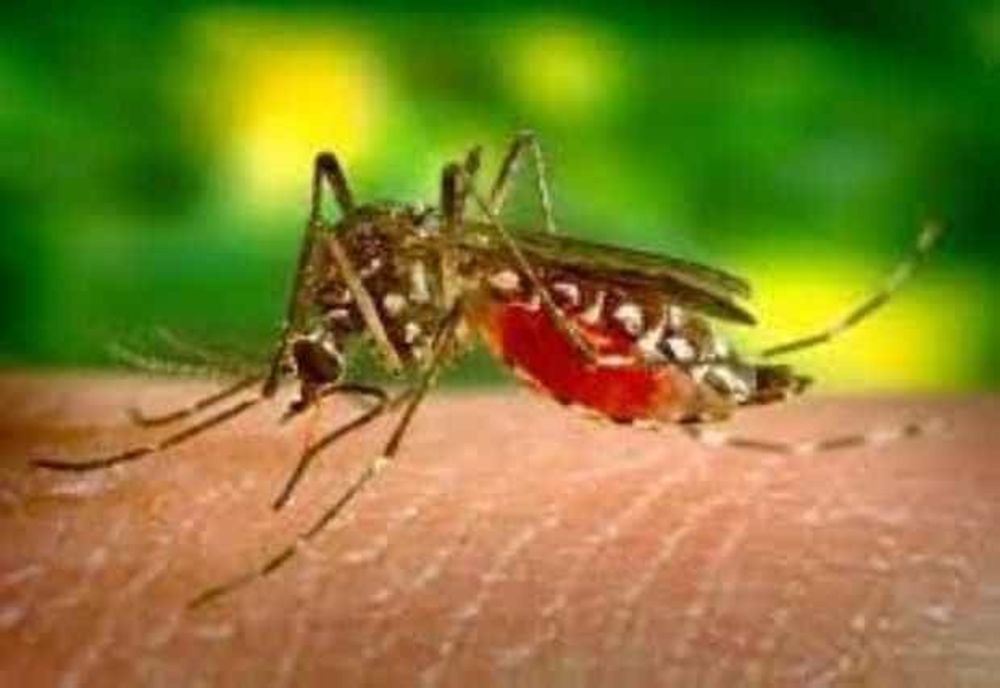 RISC DE EPIDEMIE CU VIRUSUL WEST NILE ÎN BUCUREȘTI!