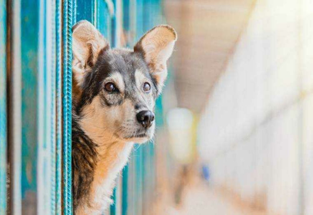 PROTEJAREA CÂINILOR ÎN CANICULĂ: APĂ, HRANĂ ȘI UMBRĂ