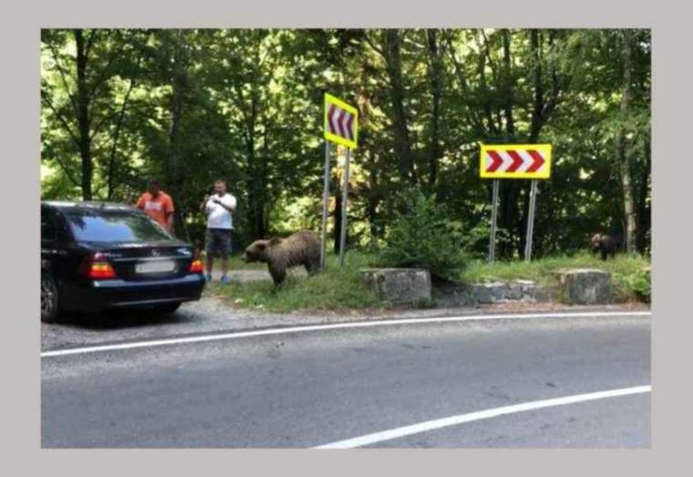 INCREDIBIL! Înfruntare cu urșii pe Transfăgărășan